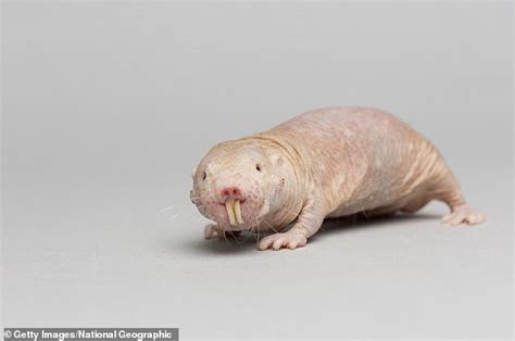 Naked Mole Rats Have Tumor Fighting Immune Systems