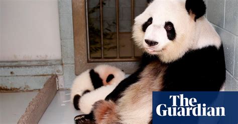 Giant Panda Lun Lun Gives Birth To Twins Atlanta Zoo Announces