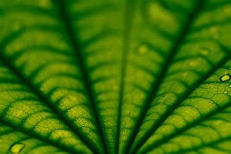 Green Color Of Nature On Behance
