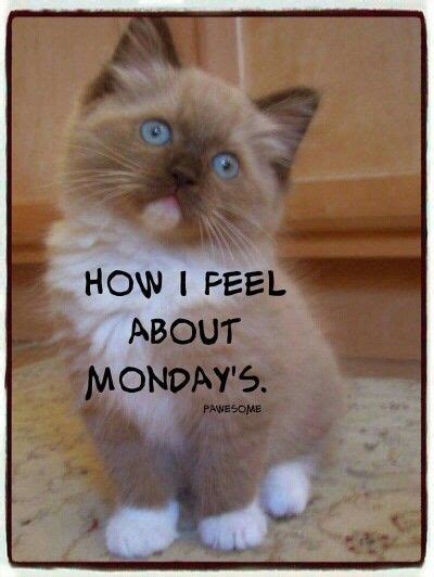 How I Feel About Mondays Monday Wishes Monday Greetings Monday Humor