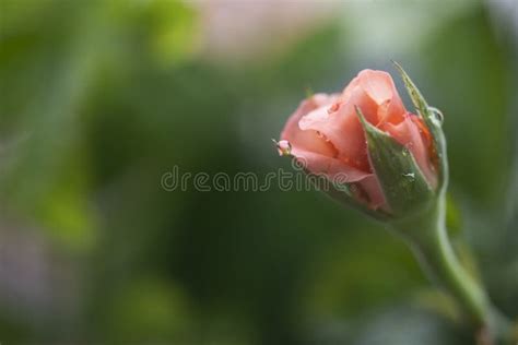 Pink Rose Bud Stock Photo Image Of Flora Droplets 185215648