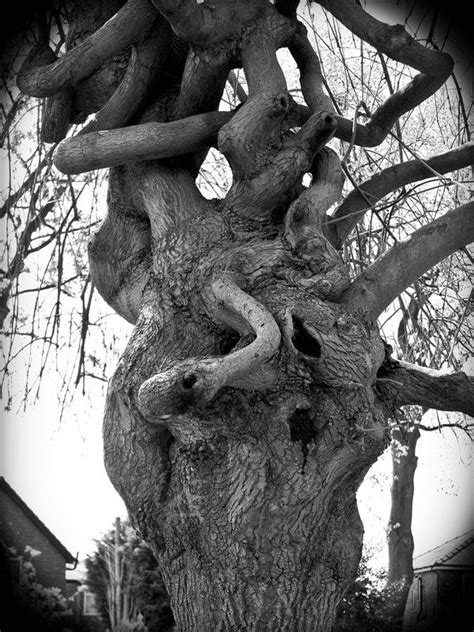 Twisted Tree Twisted Tree Weird Trees Picture Tree