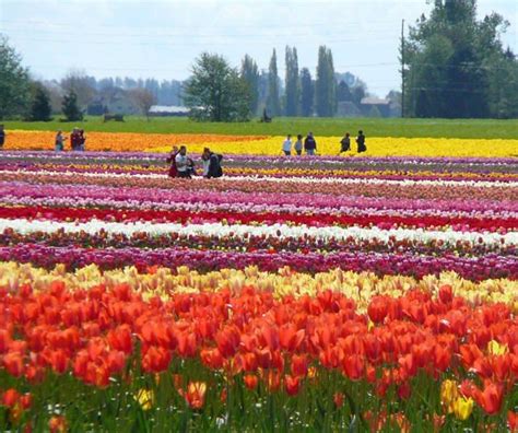 Skagit Valleywa Skagit Valley Tulip Festival Tulip Festival