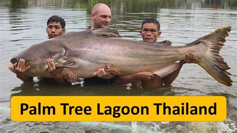Fishing In Thailand At Palm Tree Lagoon For Giant Carp Mekong And