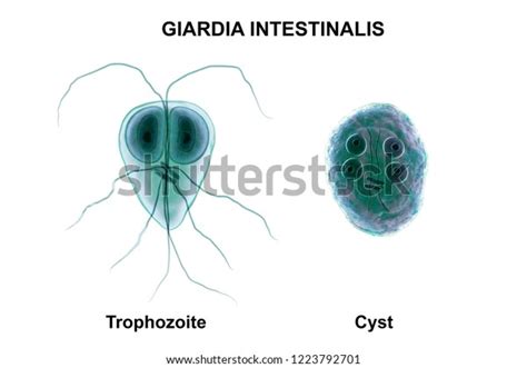 Giardia Intestinalis Trophozoite Cyst Formely Known Illustration De