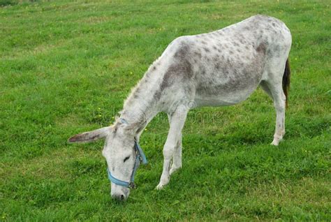 Gray Donkey Eating Grass In A Field Stock Image Image Of View Farm