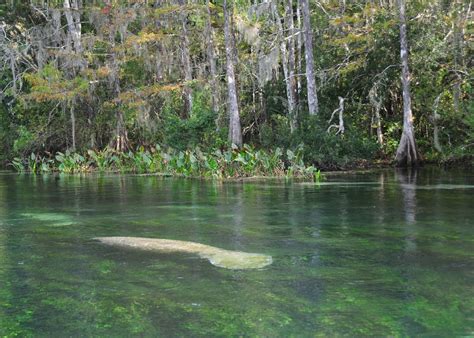 Visit Crystal River On A Trip To The Usa Audley Travel