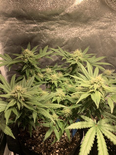 Deep Blue C X Sour Bubbly Mephisto Genetics Forum Stomper 2 Grow Journal Week7 By Homegrown93