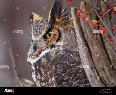 Close Up Of Beautiful Great Horned Owl Sitting On A Dead Tree With A