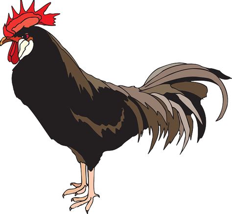 Rooster Cockerel Cock Free Vector Graphic On Pixabay
