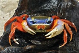 Crabe tricolore - Cardisoma armatum