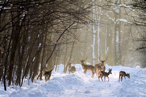 Poze Cu Iarna In Romania ÎŢi Mai AminteŞti CrĂciunul