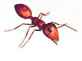 Vector Control Fire Ants Images