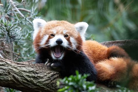 Endangered Rare Red Panda Shows Off Her Adorable New Baby Pethelpful News