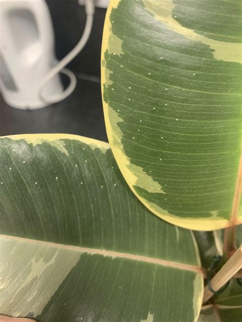 White Spots On Ficus Elastica Tineke Rplantclinic