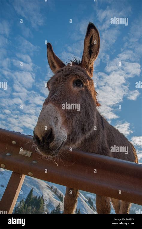 Donkeys Grazing In Freedom Stock Photo Alamy