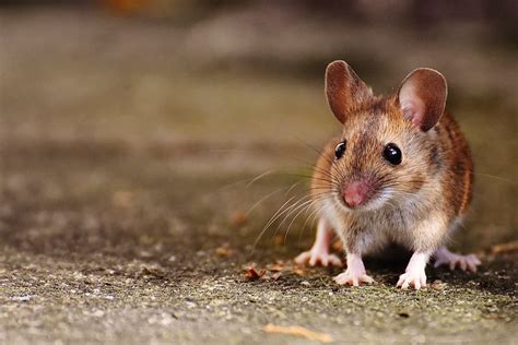 Hd Wallpaper Selective Focus Photography Of Brown Rat Mouse Rodent