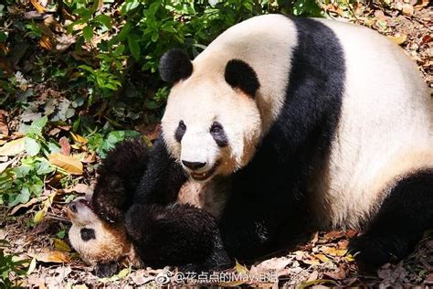 Giant Panda Pang Da Hai With Mama Ying Hua At Bifengxia Panda Panda