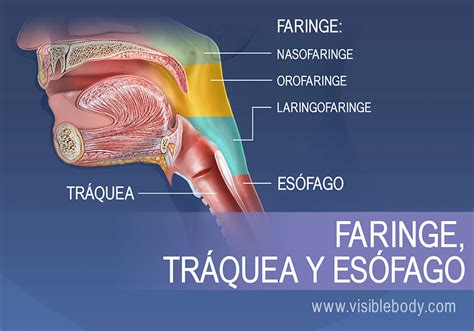 La faringe y la laringe difieren en su estructura y función. Sistema respiratorio superior