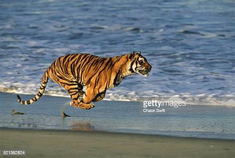Tiger Run Photos And Premium High Res Pictures Getty Images