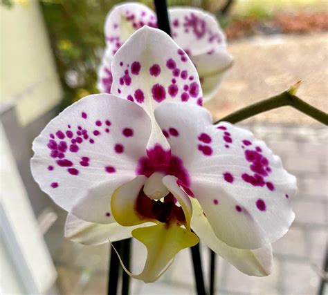 Fotd 26th December 2021 Orchid Chronicles Of An Anglo Swiss