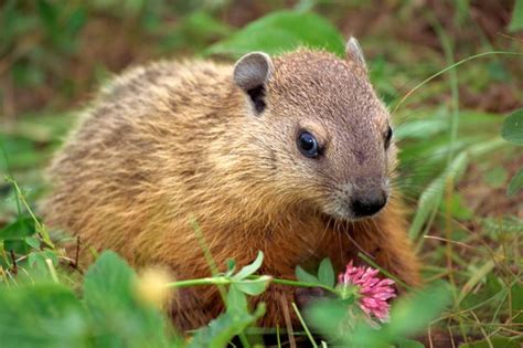 Nala kills her 4th groundhog (caught on camera). How to Kill Moles, Voles & Groundhogs | Hunker