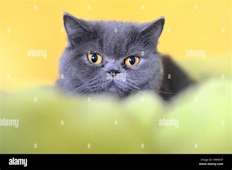 British Shorthair Cat Stock Photo Alamy