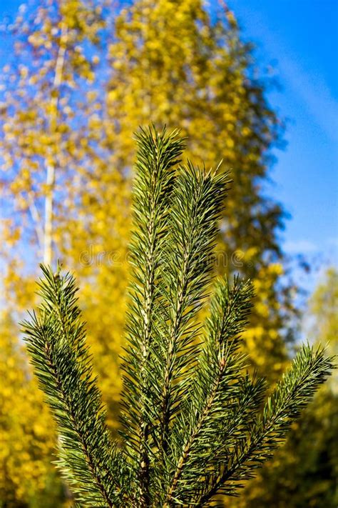 Green Pines In The Field Stock Photo Image Of Park 129981388