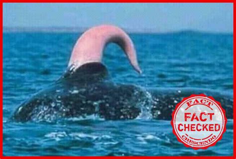 FACT CHECK A Whale Releases 40 Gallons Of Sperm During Mating And