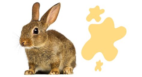 Why Do Rabbits Spray Urine Causes And How To Stop It
