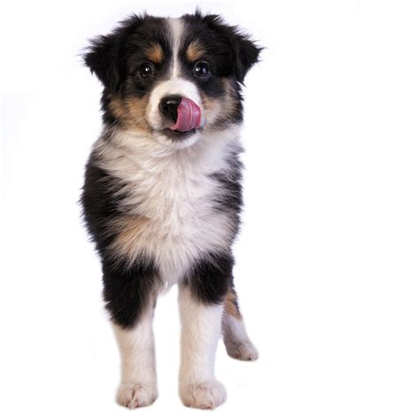 It's one the nicest places i've ever visited. Toy Australian Shepherd Puppies for Sale (Cute, Smart ...
