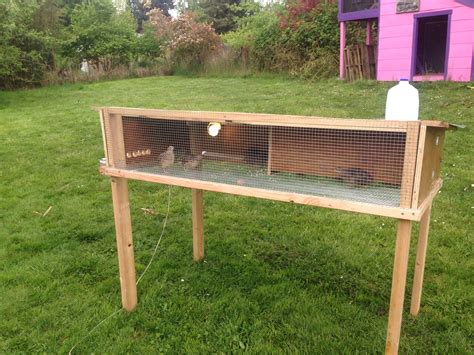 Build A Quail Hutch Artofit