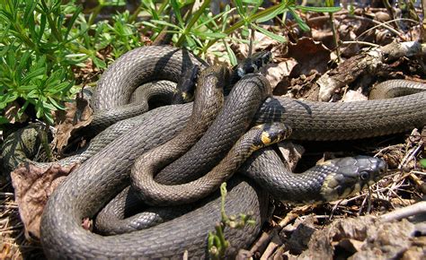 Filemating Of Grass Snakes Natrix Natrix Wikimedia Commons
