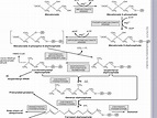 Cholesterol synthesis steps and regulation