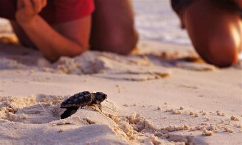 iztuzu beach turtle beach marmaris tickets and tours 2024