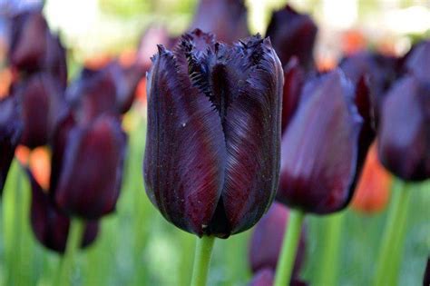 ¿cuál Es El Significado Del Color De Los Tulipanes