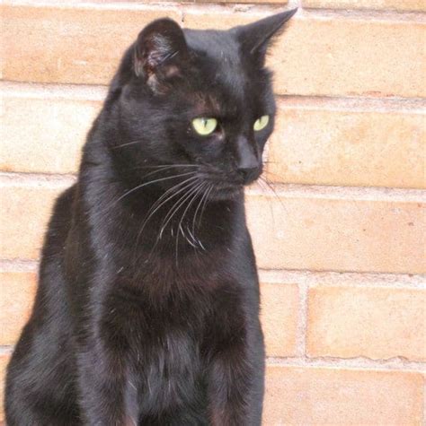 Here is a list of the top cat breeds with pictures: Black cat looking for a home - Pet Samaritans