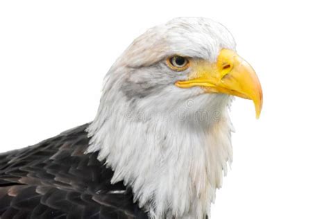 Bald Eagle Isolated On The White Background Stock Image Image Of