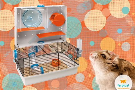 The Dwarf Roborovski Hamster Characteristics And Needs Love Ferplast