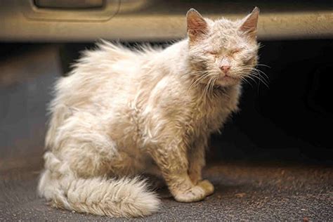 Skin Mite Dermatitis In Cats Symptoms Causes Diagnosis Treatment