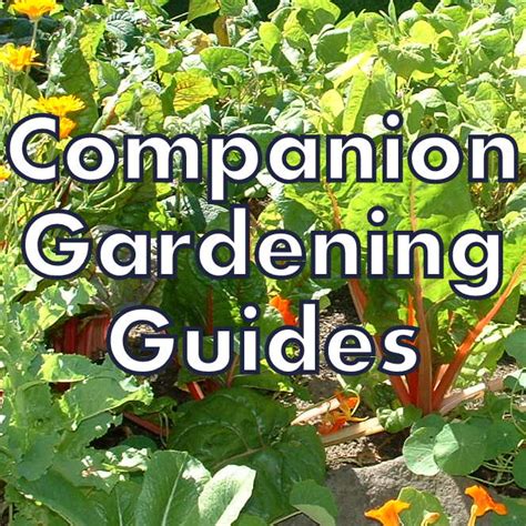 Asparagus + grows well with. Gardening with Red Hill: Companion Planting Guides