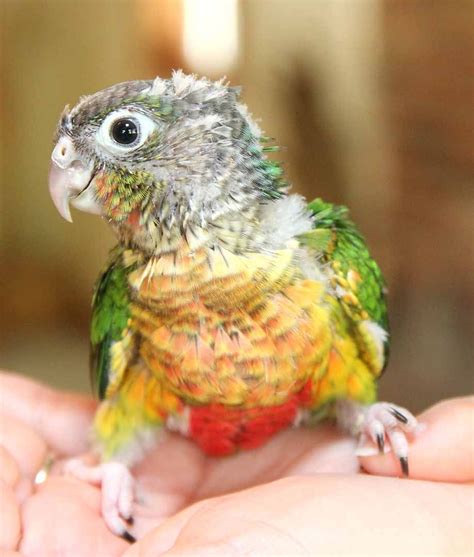 Yellow Sided Green Cheek Conure Baby