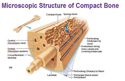Compact bone forms the outer 'shell' of bone. microscopic structure of compact bone
