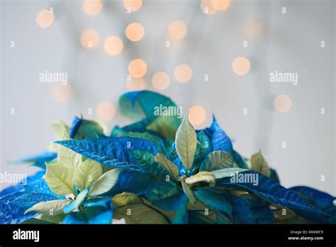 Blue Poinsettia With Glitter Stock Photo Alamy