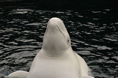 Smiling Beluga Whale Stock Photos Pictures And Royalty Free Images Istock