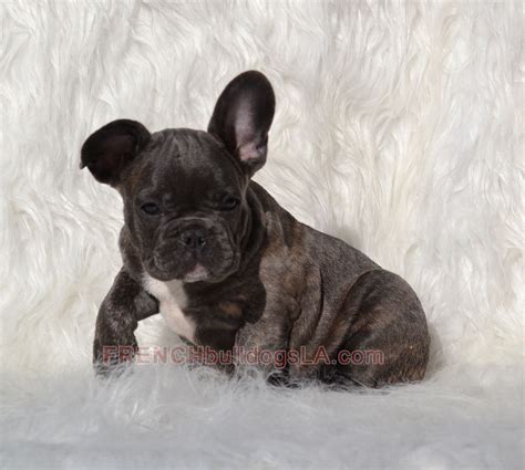 Blue factored sold meet izzy, a charming french bulldog puppy who's ready to take on the world. Pin by French Bulldogs LA on Blue French Bulldog Puppies ...