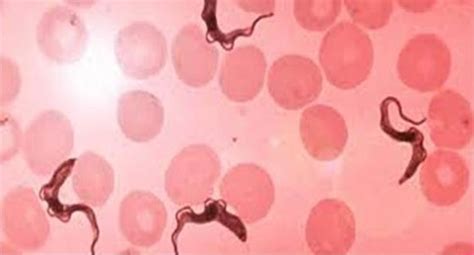 life cycle of trypanosoma gambiense