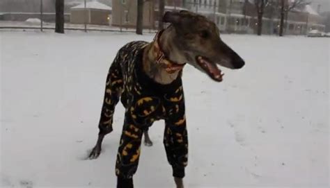 Dog In Batman Pajamas Loves The Snow