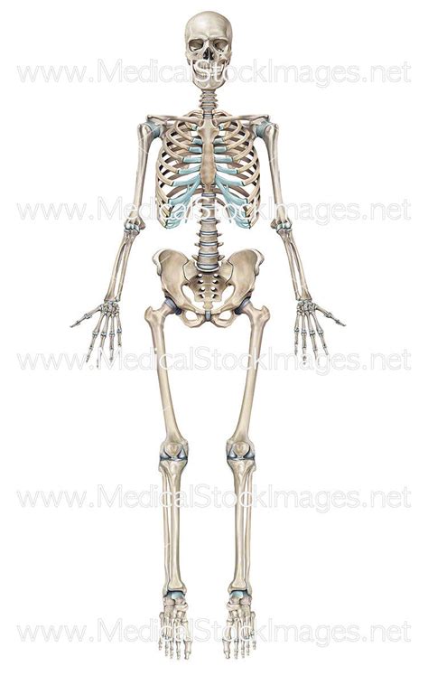 Full Human Skeleton Anterior View Male Medical Stock Images Company