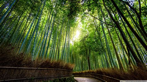 Bamboo Forest Kyoto Japan Ultra Hd Desktop Background Wallpaper For